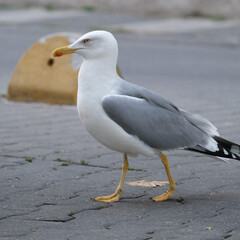 Close up sea gull with yellow foots walking on the way.