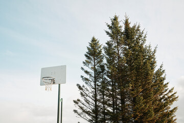 Basketball hoop against coniferous trees