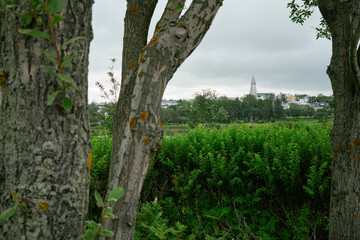 Lush plants in city outskirts