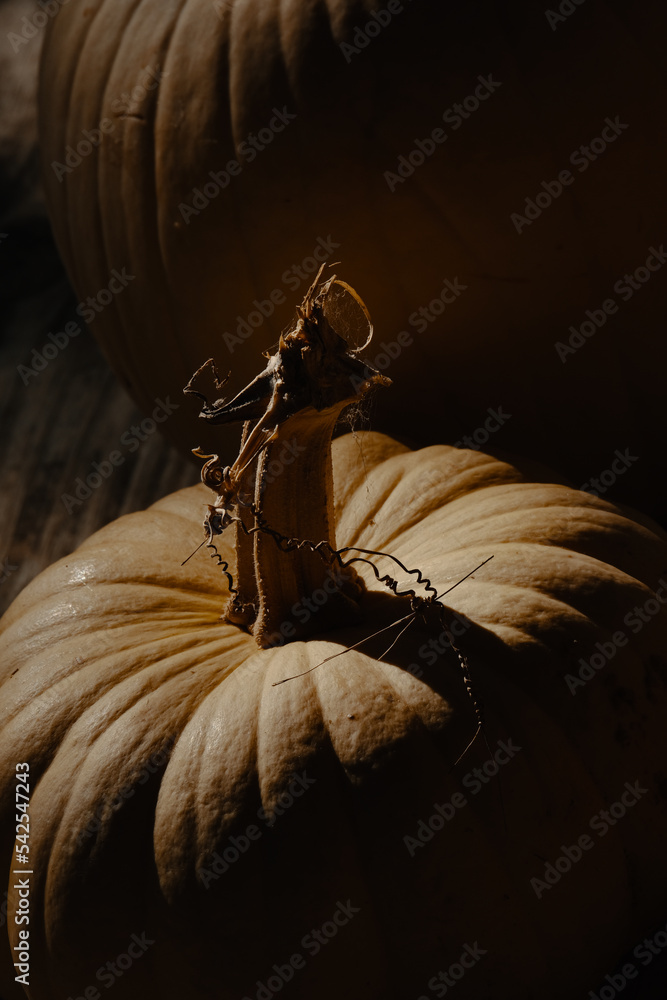 Poster Earthy color of pumpkins in shadows for thanksgiving holiday fall season vertical view. - Posters