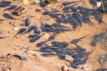 View to gathering frog tadpoles on shallow water pool in the Pantanal