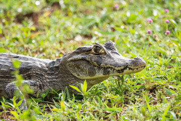 Beautiful view to caiman near lake on green area in the Pantanal