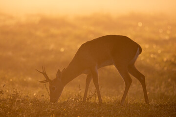 Beautiful sunrise view to Pampas Deer with backlight and morning fog