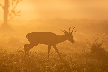 Fototapeta na wymiar Beautiful sunrise view to Pampas Deer with backlight and morning fog