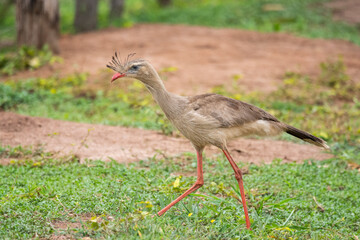 Beautiful Red-legged Seriema bird in the Brazilian Pantanal
