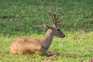 Beautiful view to pampas deer on green grass ground