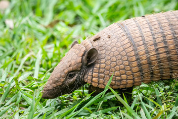 Six-banded armadillo on green grass ground