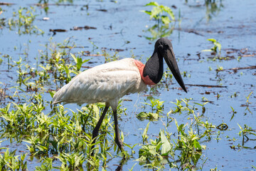 Beautiful view to Jabiru Stork bird in the Brazilian Pantanal