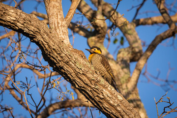 Beautiful view to woodpecker on tree in the Brazilian Pantanal