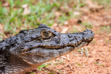 Beautiful view to caiman on the ground in the Brazilian Pantanal