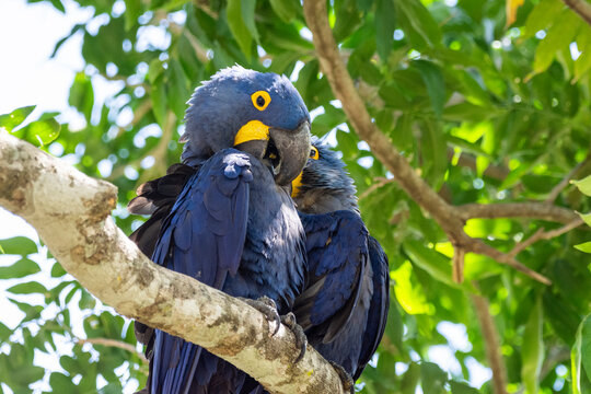 Beautiful view to couple of blue macaws on green tree branch in 