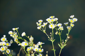 Small wild chamomile flowers on a green background