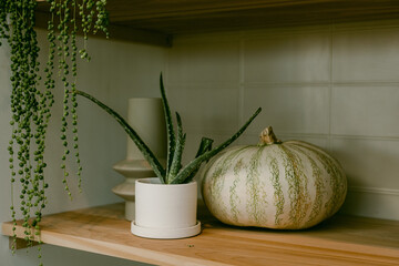 large pumpkin and plants on shelf