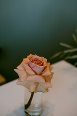 close up of peach rose in full bloom