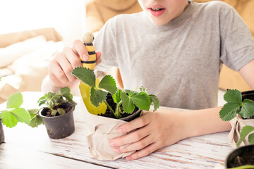 Young plant of strawberry in spring. Cultivation of fruits and berries in agriculture. Growing...