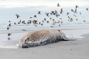 Closeup of birds flying over a dead whale on the sandy beach