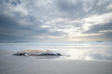 Closeup of a dead whale on the sandy beach