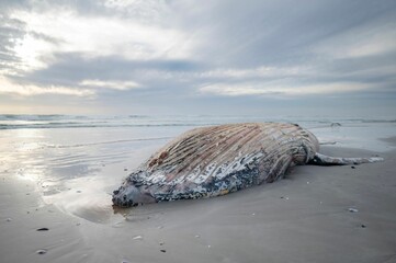 Closeup of a dead whale on the sandy beach