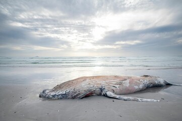 Naklejka premium Closeup of a dead whale on the sandy beach