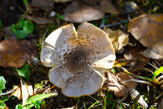 An unusual wild inedible mushroom in forest grass
