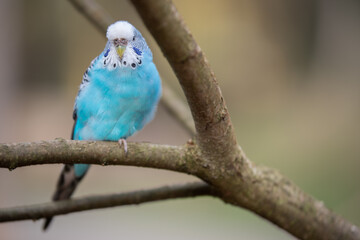 isolierter blauer Wellensittich auf einen Zweig vom Baum mit Platz für Text