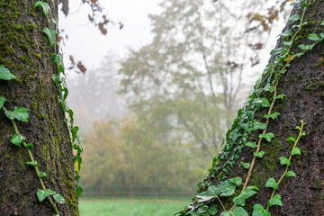 Zwei Bäume im Vordergrund mit Nebellandschaft im Hintergrund