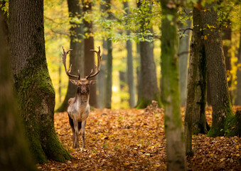 The European or spotted fallow deer is a species of the deer family .