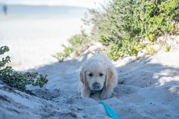 Closeup of a cute dog playing with sand at the beach