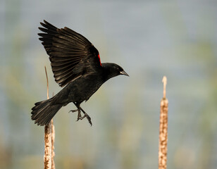 Red-winged blackbird bird in flight flying from a bullrush in a marsh marshland copy space