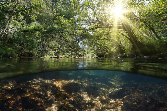 River with sunlight and trees foliage, split level view over and under water surface, Spain, Galicia