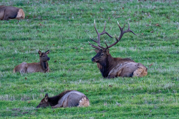 Elk in Benezette Pennsylvania 