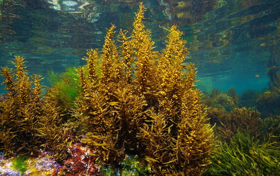 Sargassum muticum alga commonly known as Japanese wireweed, brown seaweed underwater in the Atlantic ocean, Spain