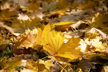 Yellow maple leaves. Beautiful authentic autumn background of yellow maple leaves. Golden foliage. Autumn landscape.