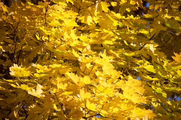 Yellow maple leaves on a tree in autumn. Golden foliage. Autumn landscape. Blue sky over yellow leaves of autumn maple.