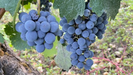 grapes on vine Vignoble du Bordelais, Graves Pessac Léognan, 