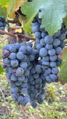 grapes on vine