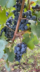 red wine grapes