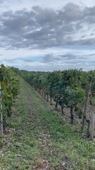 Fototapeta na wymiar vineyard in autumn Vignoble du Bordelais, Graves Pessac Léognan, 