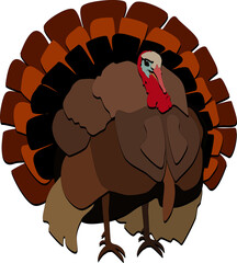 turkey, male, tail feathers, thanksgiving, bird, animal, brown, poultry, graphic design vector, original, stylized, cartoon, cut out,  isolated, transparent background