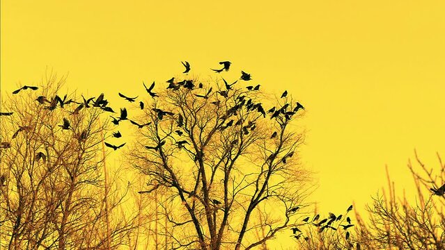 A flock of crows takes off in slow motion. Silhouettes of birds on a tree. Birds yellow background. orange sky background. Wildlife footage.