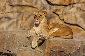 Lioness lies on a stone and watches