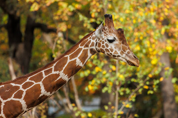 Portrait of a giraffe in the nature