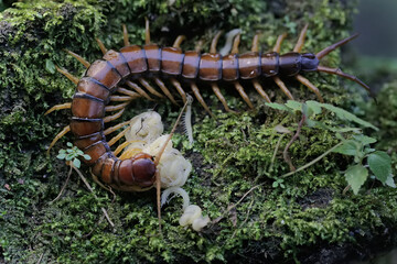 A centipede is looking after her white babies. This multi-legged animal has the scientific name...