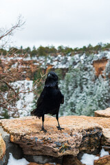 Inquisitive raven sits on a ledge in Grand Canyon National Park