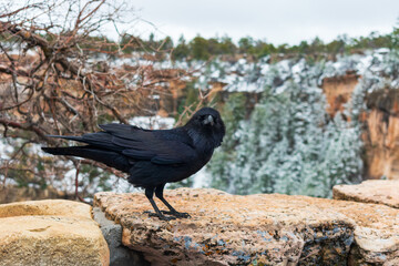 Inquisitive raven sits on a ledge in Grand Canyon National Park