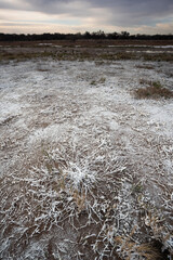 Saltpeter on the floor of a lagoon in a semi desert environment, La Pampa province, Patagonia, Argentina.