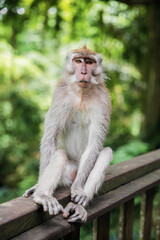Lovely monkey sitting on a wooden railing.