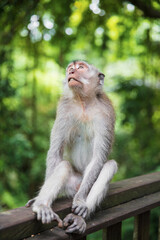 Pensive monkey sitting on a wooden railing