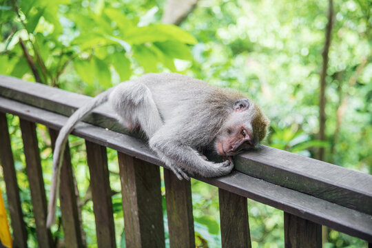 Pretty monkey resting on a wooden railing