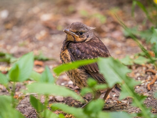 A fieldfare chick, Turdus pilaris, has left the nest and sitting on the spring lawn. A fieldfare...